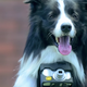 Image for article titled These Photos Were Taken By A Dog